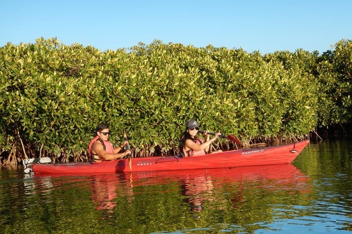 Kayak Safari in Bahía de La Paz — 2-Hour Wildlife Paddle from the Malecón photo 5