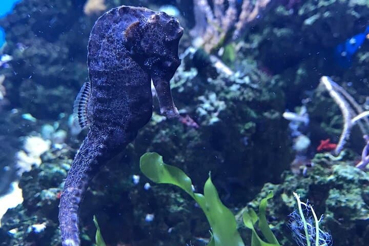Hurghada Glass-Bottom Boat Tour: Red Sea Reefs & Snorkel Stop photo 5