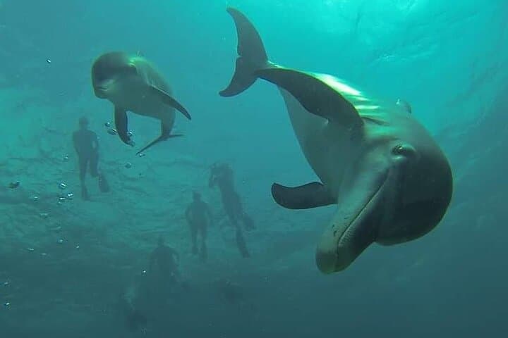 Swim with Wild Dolphins at Dolphin House Hurghada - Boat Snorkel Adventure photo 6