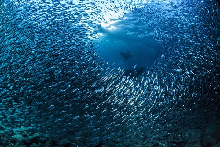 Beginner Scuba Dive in Cabo San Lucas Bay: Sea of Cortez Intro Dive photo 6