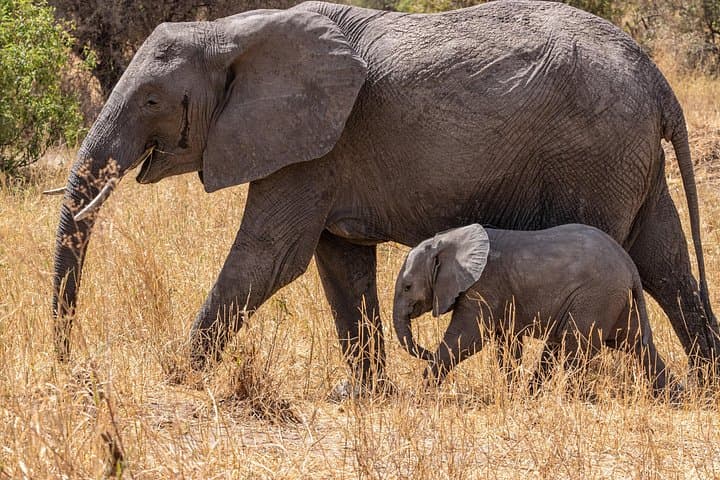 6-Day Mid-Range Tanzania Safari: Serengeti, Ngorongoro & Tarangire photo 2