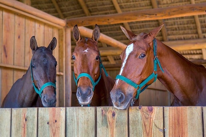 Swim with Horses in Punta Cana: Beach Horseback Ride and Indigenous Eyes Lagoon photo 4