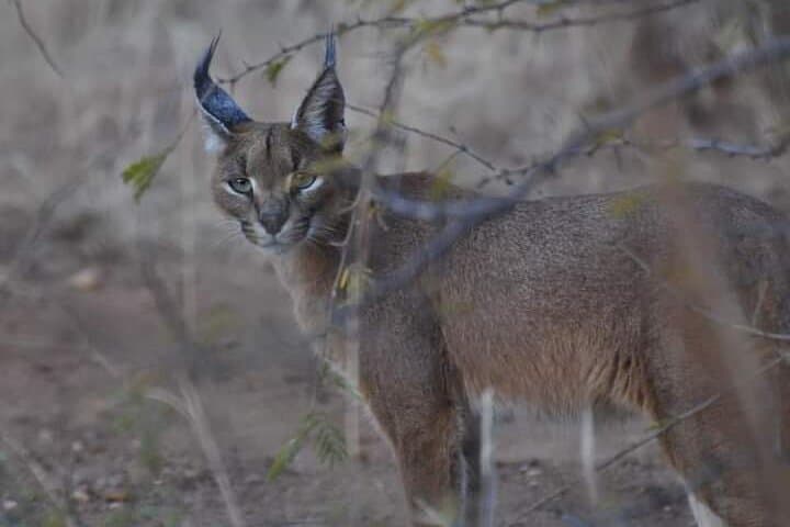 2-Day Pilanesberg Safari: Big Five Game Drives with 3-Star Lodge Stay photo 3