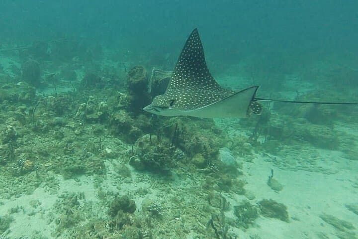 SeaTrek St. Lucia: Underwater Helmet Walk in Rodney Bay photo 6