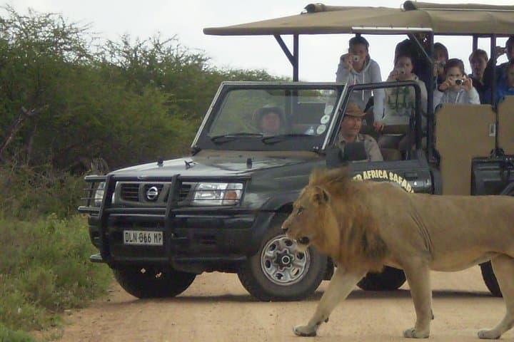 Sunset Safari in Kruger National Park — Evening Game Drive Near Hazyview