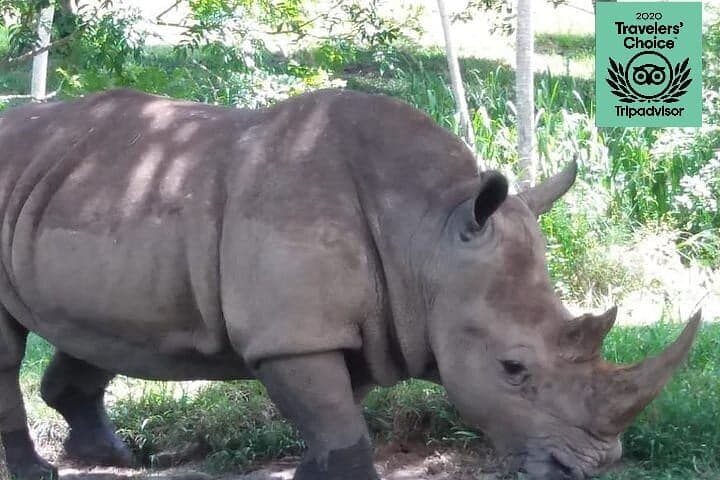 Hacienda Nápoles Private Tour: See Pablo Escobar’s Zoo & Hippos from Medellín