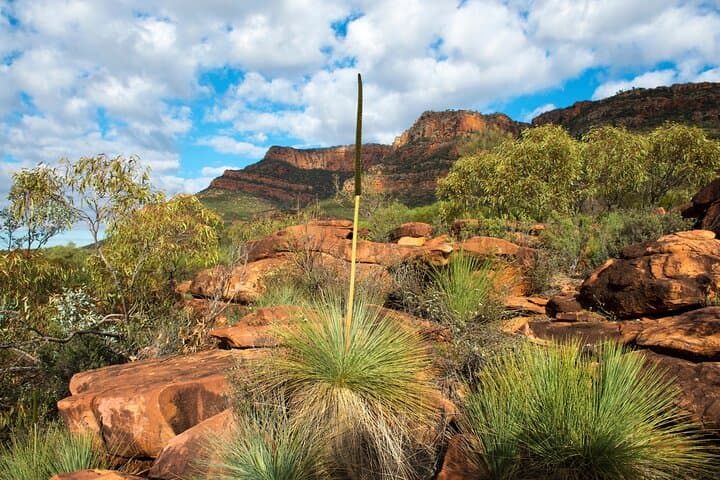 6-Day Eyre Peninsula & Flinders Ranges Adventure — Surf, Wild Koalas & Wilpena Pound photo 6
