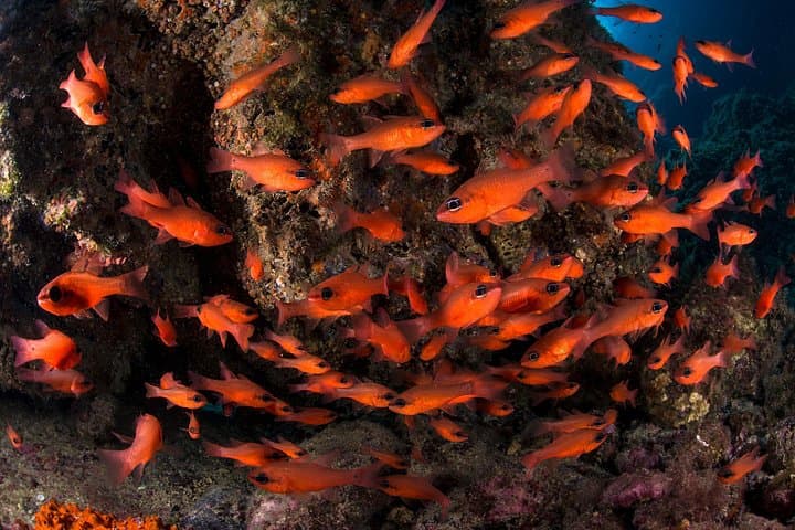 Snorkel Punta Campanella: Marine Biologist-Led Snorkeling from Sorrento photo 2