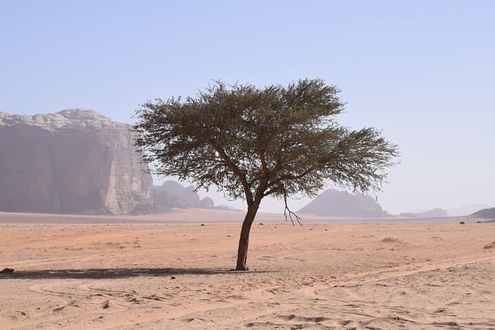 Half-Day Wadi Rum Jeep and Camel Tour with Sandboarding photo 6