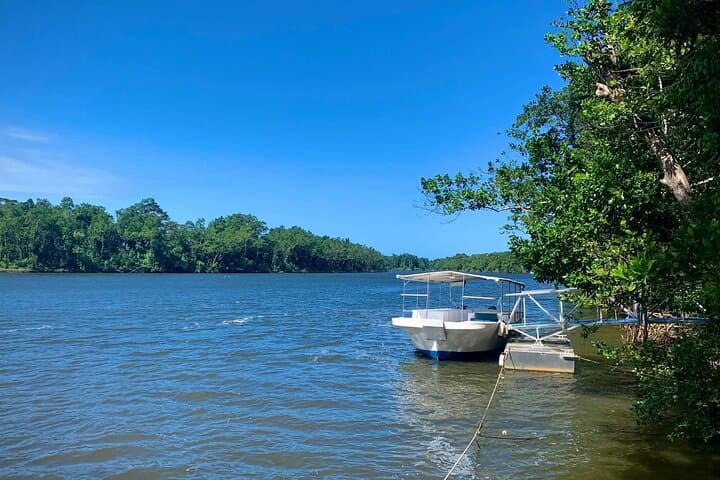 Daintree River Wildlife Cruise: Ultimate Rainforest Experience Guide photo 6