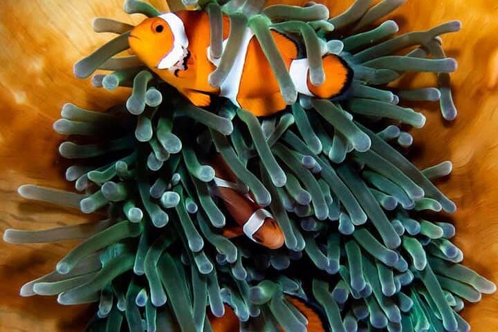 Moalboal Sardine Run & Kawasan Falls Day Tour — Snorkel Millions of Sardines photo 4