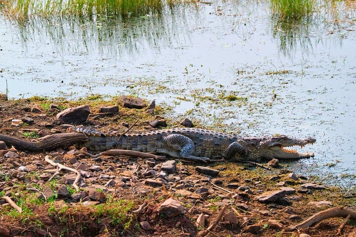 Chambal River Gharial Safari from Ranthambore — Private River Cruise from Sawai Madhopur photo 2