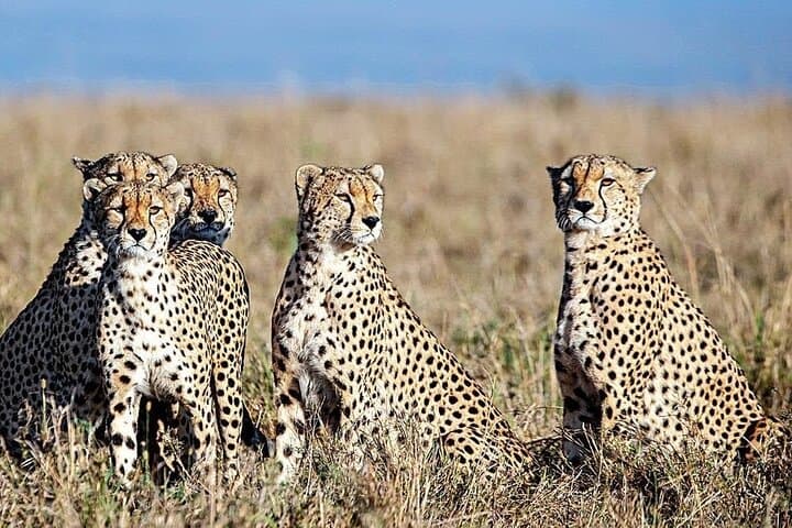 10-Day East Africa Safari: Maasai Mara, Serengeti & Ngorongoro Mid-Range Wildlife Circuit photo 2