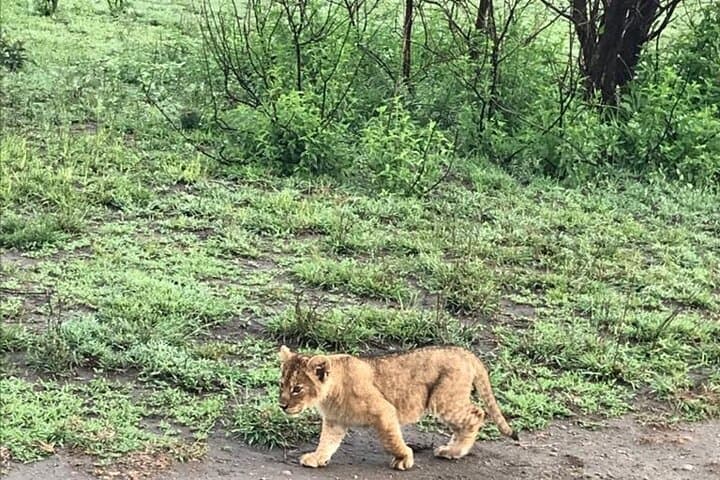 10-Day East Africa Safari: Maasai Mara, Serengeti & Ngorongoro Mid-Range Wildlife Circuit photo 3