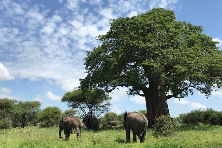 10-Day East Africa Safari: Maasai Mara, Serengeti & Ngorongoro Mid-Range Wildlife Circuit photo 5