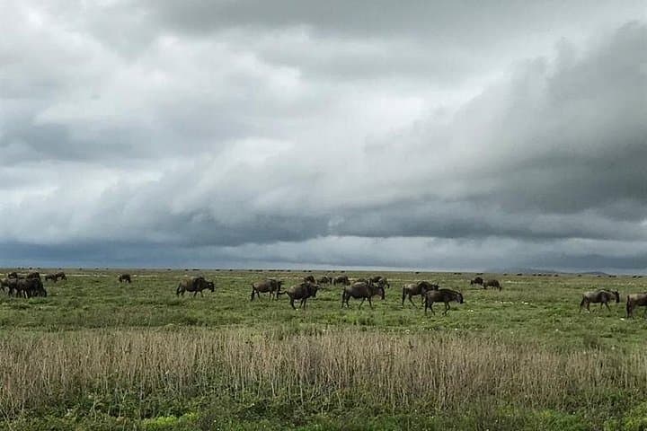 8-Day Mid-Range Safari: Maasai Mara, Serengeti, Ngorongoro & Tarangire photo 3