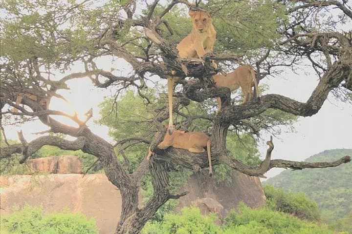 8-Day Mid-Range Safari: Maasai Mara, Serengeti, Ngorongoro & Tarangire photo 4