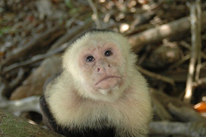 Hike Manuel Antonio National Park: Wildlife, Beaches & Tropical Trails from Jacó photo 4