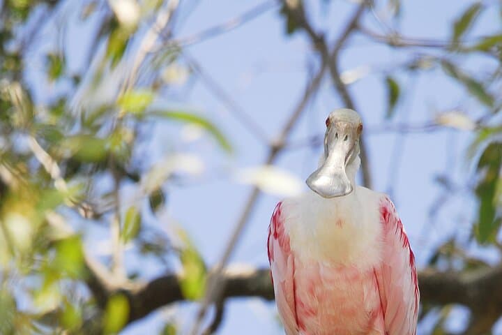 Isla Damas Monkey & Mangrove Boat Tour from Jacó — Wildlife Cruise and Photography Guide photo 3