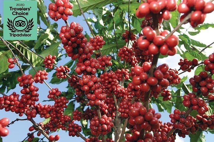 Jardín Coffee Lovers Private Tour from Medellín — Coffee Villa, Town Plaza & Waterfall Option