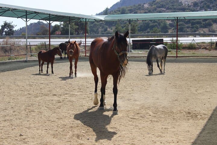 Kusadasi Horseback Riding: Pine-Forest & Beach Trail Ride with Transfer photo 5