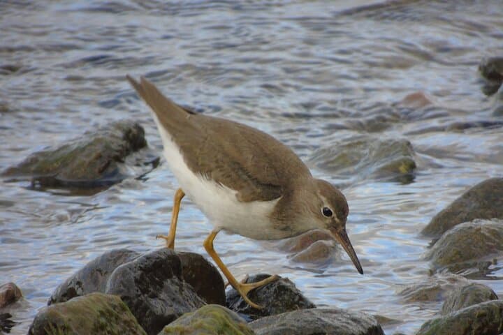 Finca La Gracia Birdwatching Day Trip from Puerto Quetzal photo 2