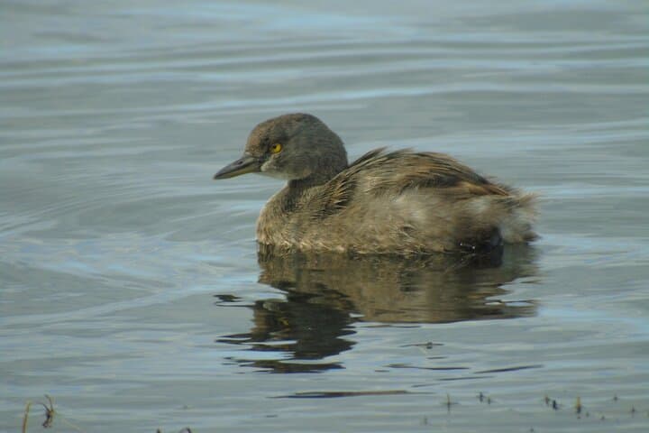 Finca La Gracia Birdwatching Day Trip from Puerto Quetzal photo 3