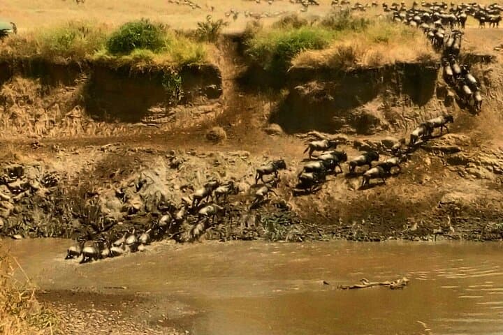 3-Day Masai Mara Safari — Midrange Camp & Open-Roof 4x4 Game Drives photo 3