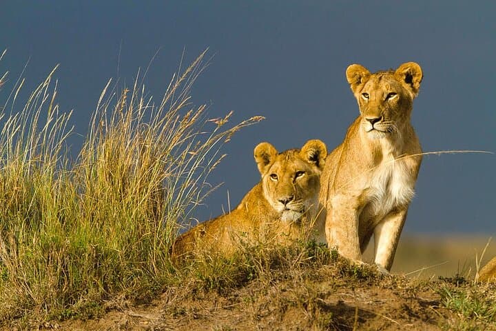 3-Day Masai Mara Safari — Midrange Camp & Open-Roof 4x4 Game Drives photo 2
