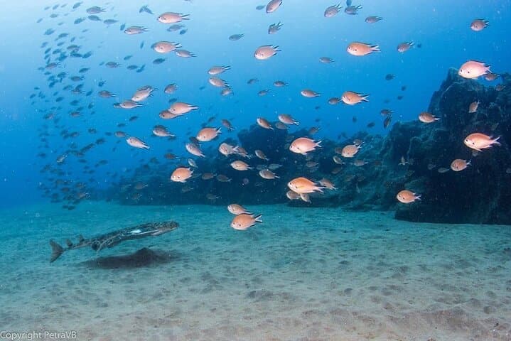 First Breath Underwater: 2-Hour Scuba Try-Dive at Playa Chica, Puerto del Carmen photo 4