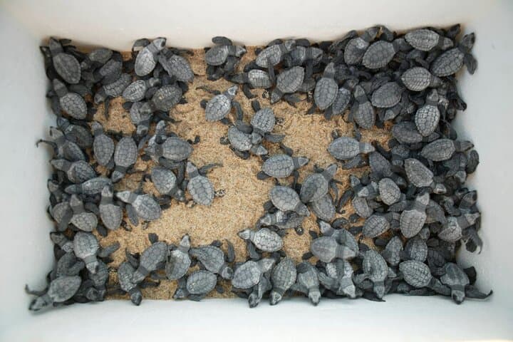 Los Cabos Turtle Release Eco-Experience: Adopt and Release Sea Turtles in San José del Cabo photo 3