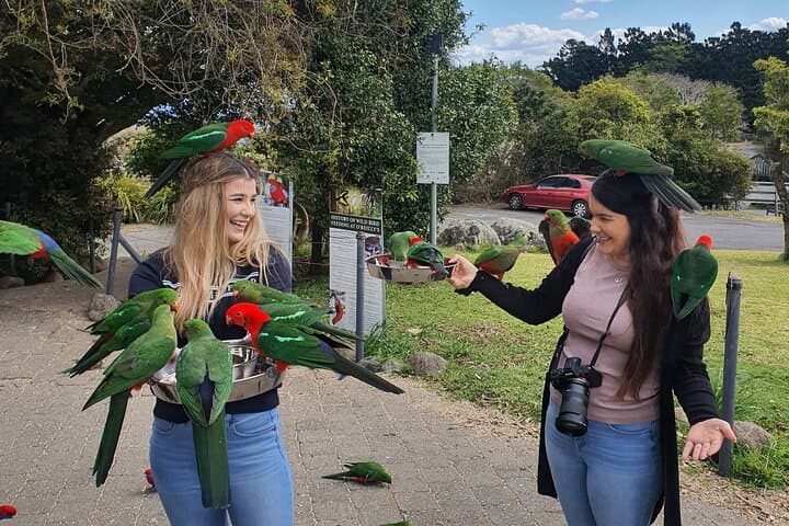 O'Reilly's Rainforest Retreat & Vineyard Day Tour from Gold Coast photo 2