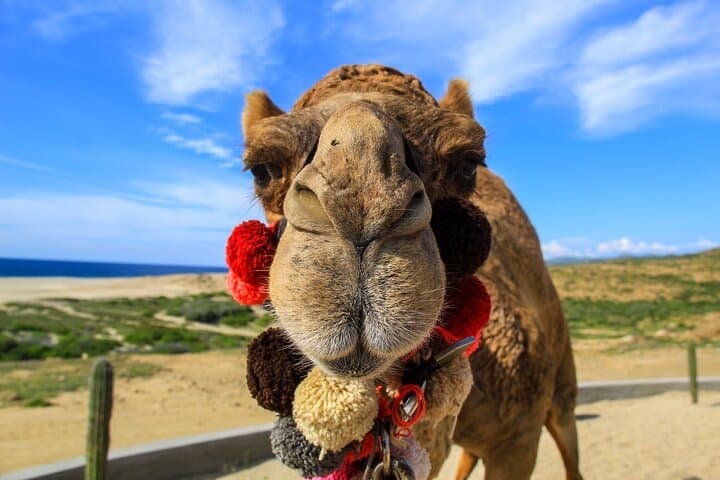 Cabo San Lucas Cactus Combo: ATV and Camel Ride Desert Adventure photo 5