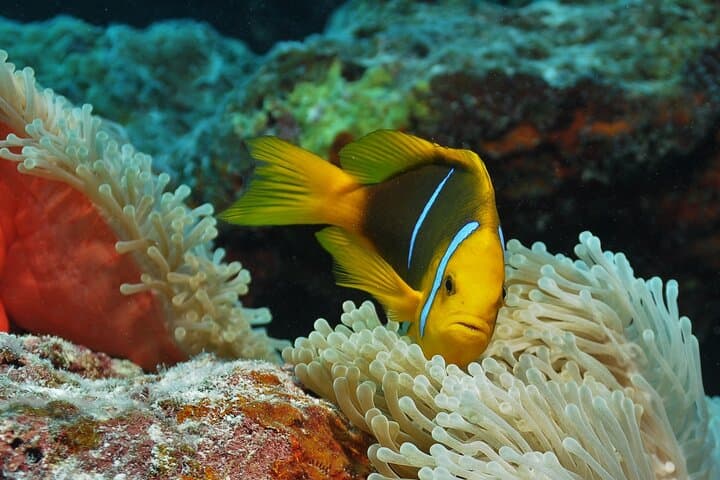 Private Afternoon Dive in Bora Bora — Private Boat & Instructor photo 3