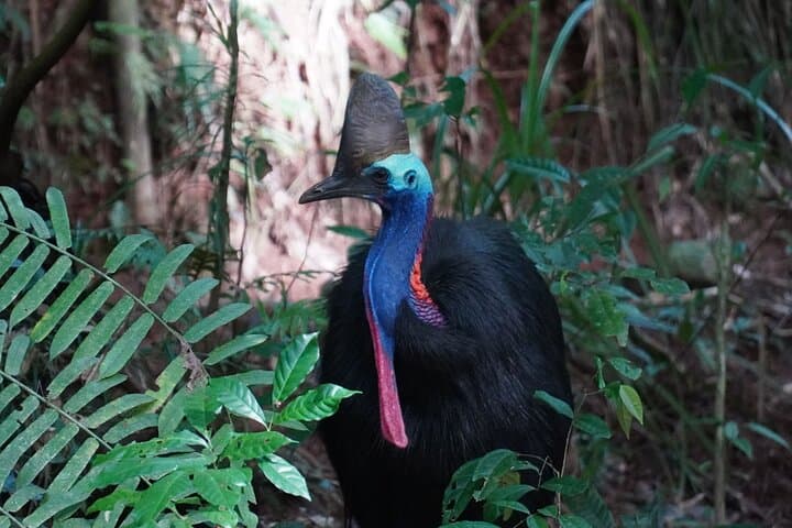 Cape Tribulation Day Tour: Daintree Rainforest, Beaches & Crocodile Cruise from Cairns photo 3