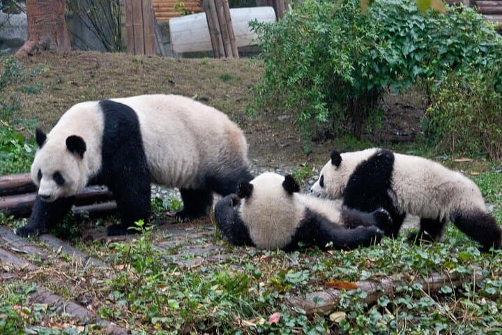 Giant Pandas and the Leshan Giant Buddha: Chengdu Day Trip photo 3
