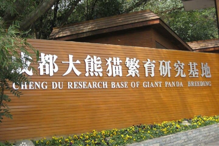 Giant Pandas and the Leshan Giant Buddha: Chengdu Day Trip photo 5