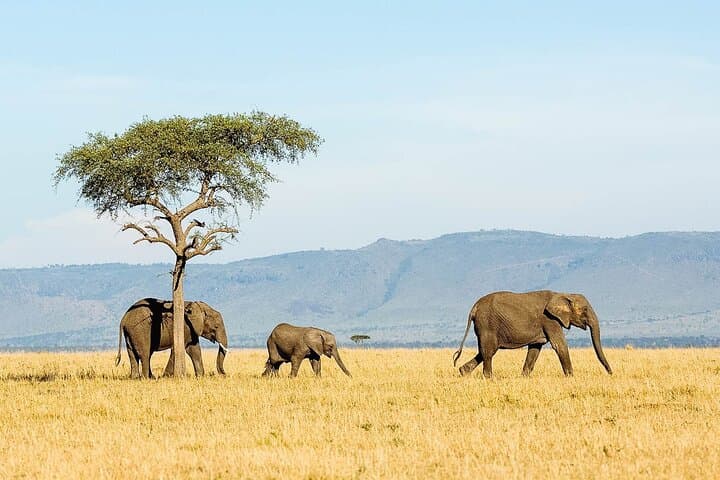 8-Day Great Migration Safari: Serengeti, Ngorongoro & Tarangire (Jul–Oct) photo 2