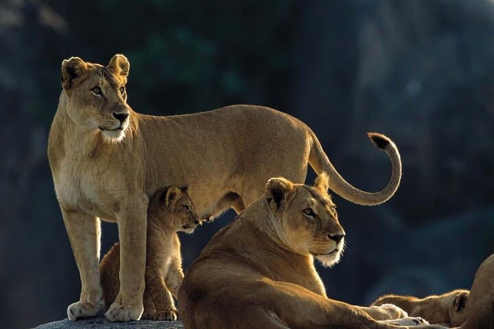 8-Day Great Migration Safari: Serengeti, Ngorongoro & Tarangire (Jul–Oct) photo 1