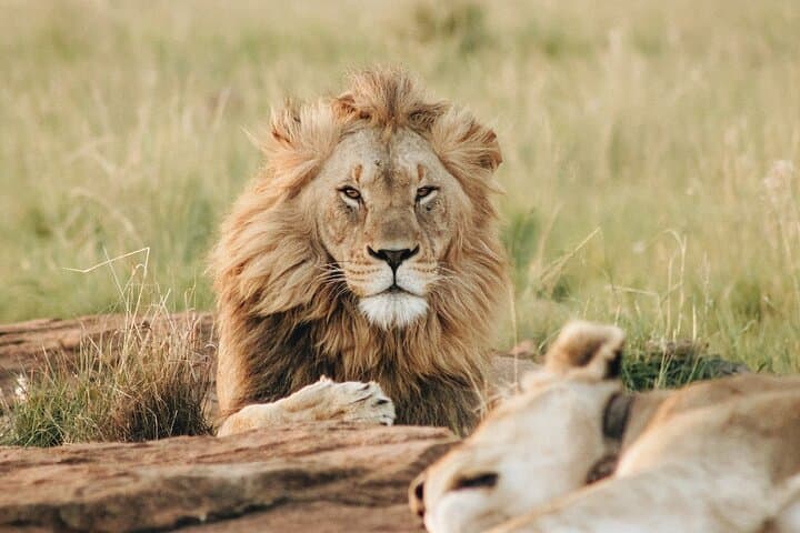 4-Day Tarangire, Serengeti & Ngorongoro Camping Safari from Arusha photo 3