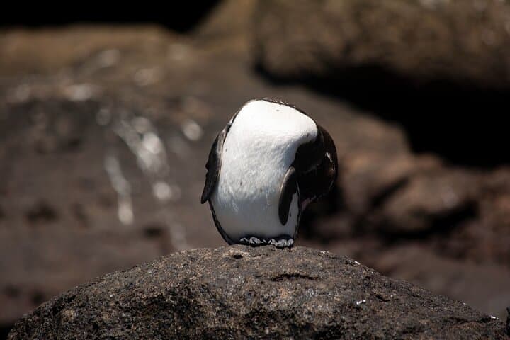 Galapagos First-Class 5-Day Puerto Ayora & Yacht Day Tours with Snorkeling photo 4