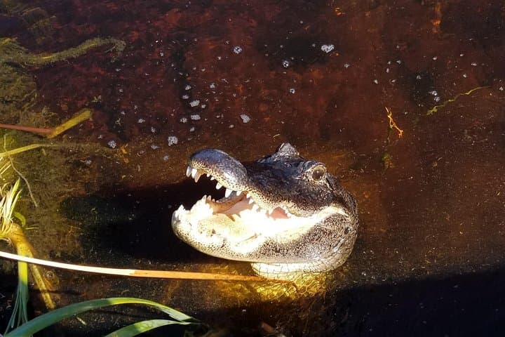 Small-Group Everglades Airboat Tour — 90-Minute Wildlife & History Ride photo 4