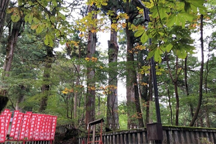 Morning Hike & Birdwatching at Nikko Toshogu Shrine: Cedar Forest Walk and Shrine Circuit photo 5