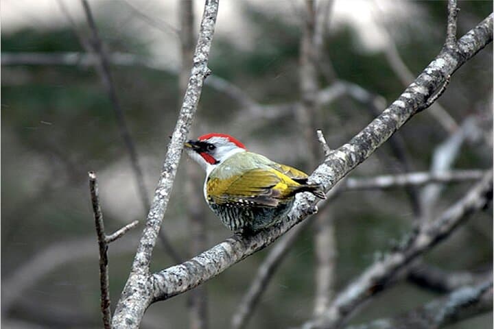 Morning Hike & Birdwatching at Nikko Toshogu Shrine: Cedar Forest Walk and Shrine Circuit photo 6