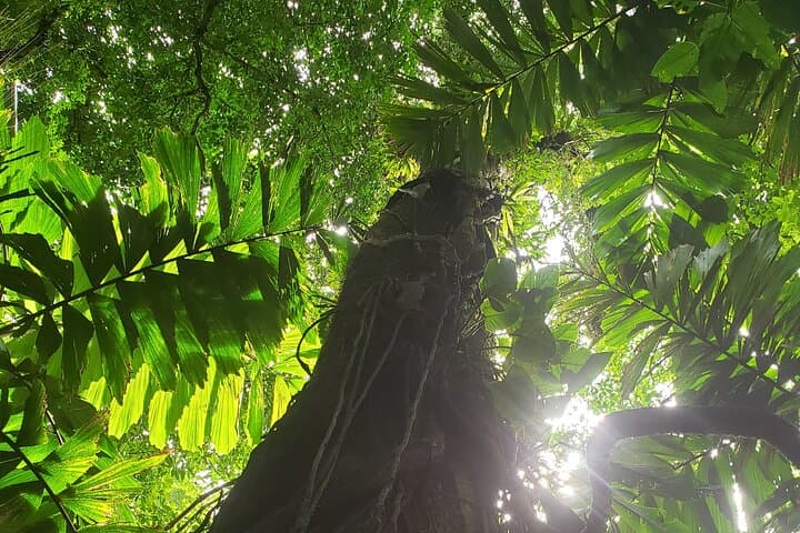 Arenal Volcano Hike: Peak Pursuit Guided Trail in La Fortuna photo 6