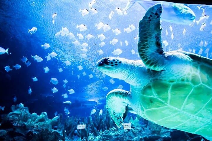 Aquaria KLCC: Kuala Lumpur's Living Ocean Tunnel & Full-Day Entry photo 2