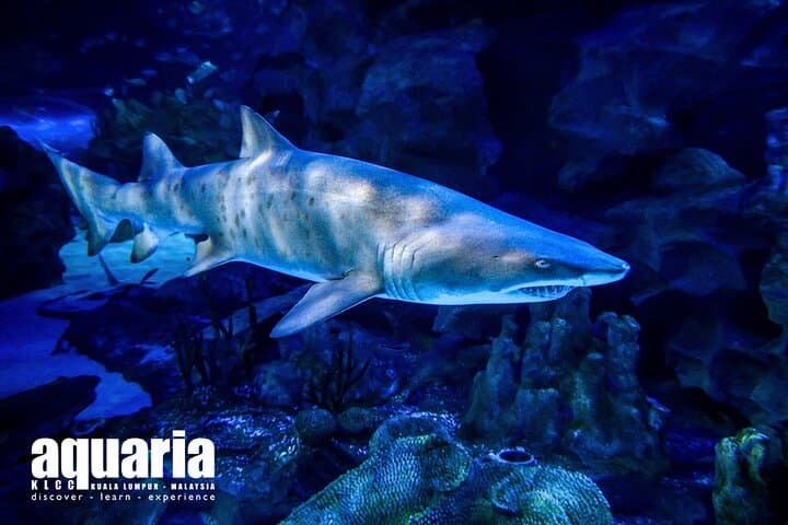 Aquaria KLCC: Kuala Lumpur's Living Ocean Tunnel & Full-Day Entry photo 4