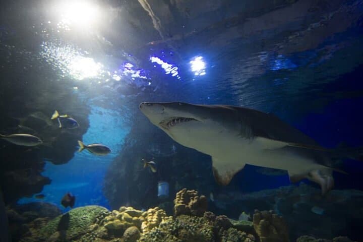 Aquaria KLCC: Kuala Lumpur's Living Ocean Tunnel & Full-Day Entry photo 5