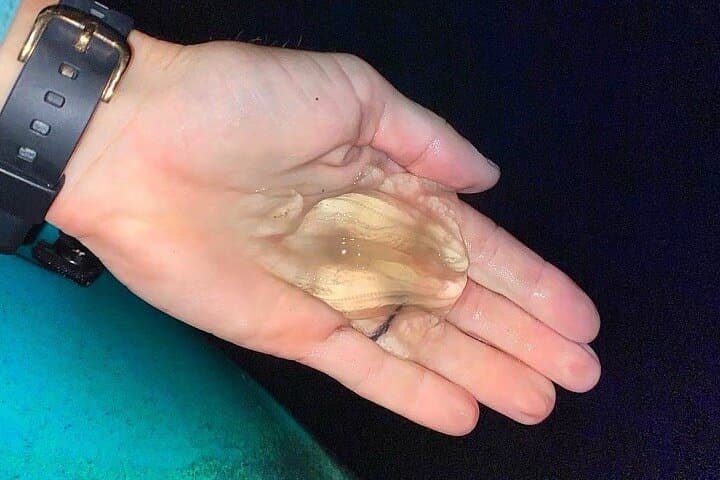 Thousand Islands Bioluminescent Kayak Tour — Cocoa Beach Night Paddle photo 3