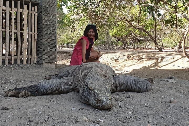 Komodo Speed-Boat Day Tour: Padar Hike, Dragons, Pink Beach & Manta Point photo 5